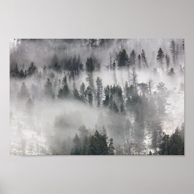 Fog Rolling Through The Trees Poster (Front)