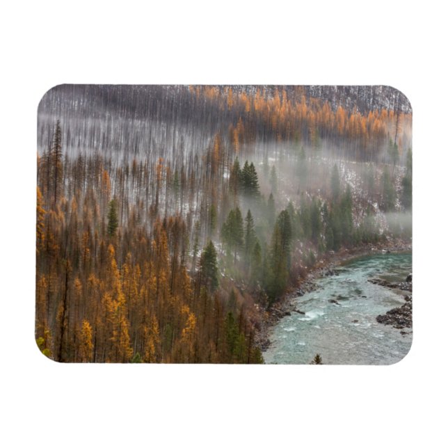 Fog Rolls In On Autumn Larch Trees Magnet (Horizontal)