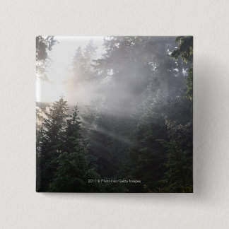 Fog & Sun Beams in a Washington Forest Button