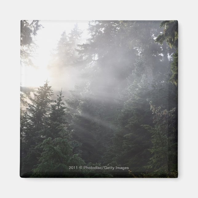 Fog & Sun Beams in a Washington Forest Magnet (Front)