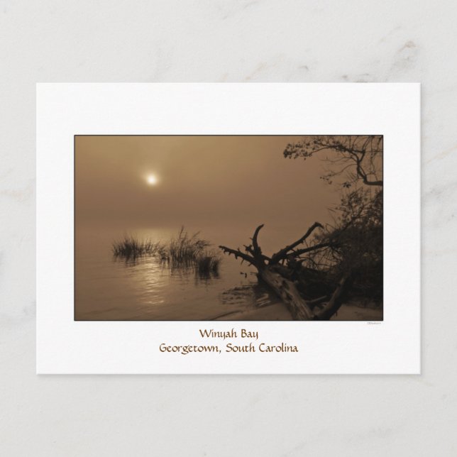 Foggy Bay Morning Postcard (Front)