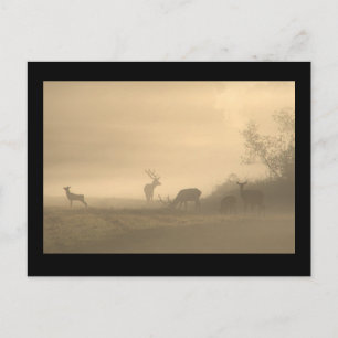 Foggy Elk Family Postcard