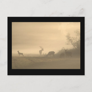 Foggy Elk Family Postcard