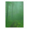 Foggy Forest