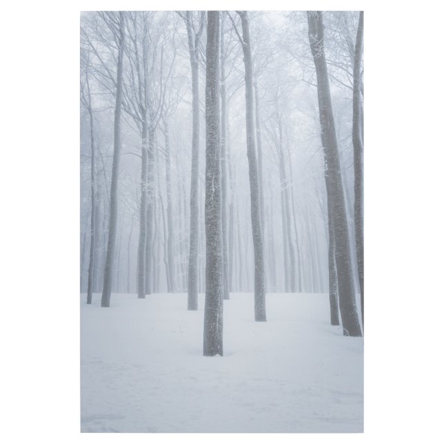 Foggy frozen winter forest gallery wrap (Front)