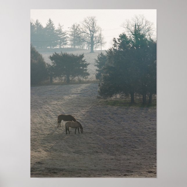 Foggy Grazing Poster (Front)
