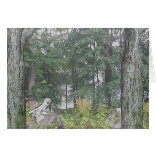 Foggy Lake Cards (Front Horizontal)
