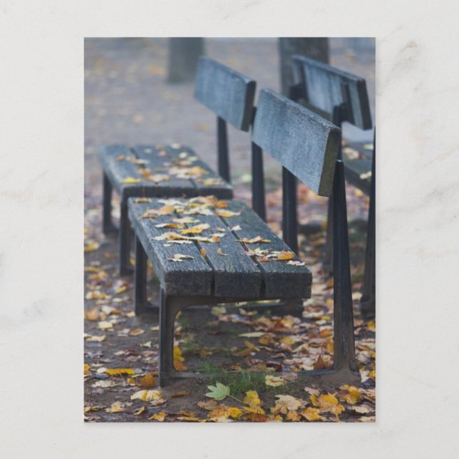 Foggy morning park bench, Germany Postcard (Front)