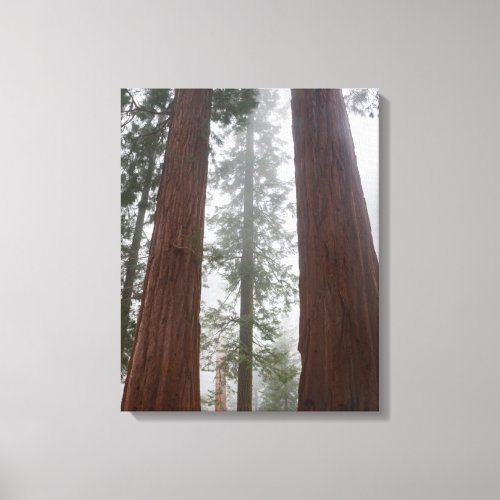 Foggy Morning  Spring Snow Under Giant Sequoia Canvas Print