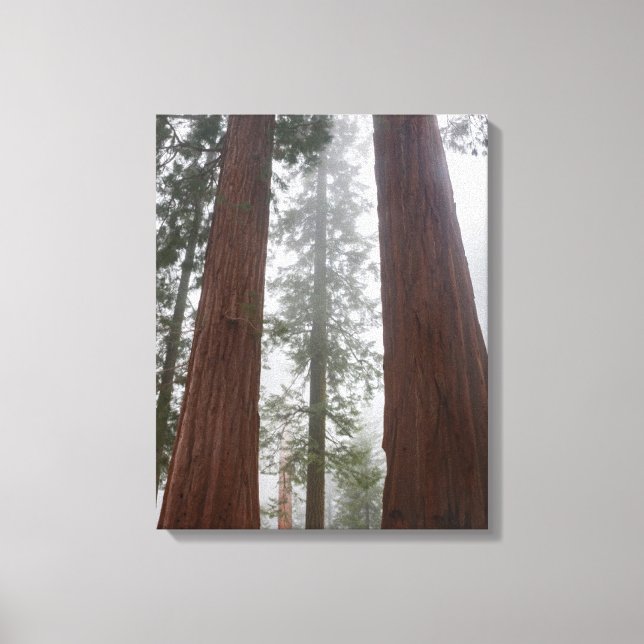 Foggy Morning & Spring Snow Under Giant Sequoia Canvas Print (Front)