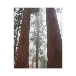 Foggy Morning & Spring Snow Under Giant Sequoia Canvas Print