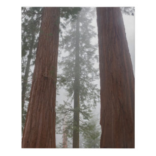 Foggy Morning & Spring Snow Under Giant Sequoia Faux Canvas Print