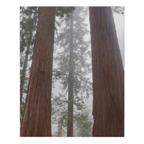 Foggy Morning  Spring Snow Under Giant Sequoia Faux Canvas Print