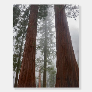 Foggy Morning & Spring Snow Under Giant Sequoia Foam Board