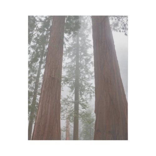 Foggy Morning  Spring Snow Under Giant Sequoia Gallery Wrap