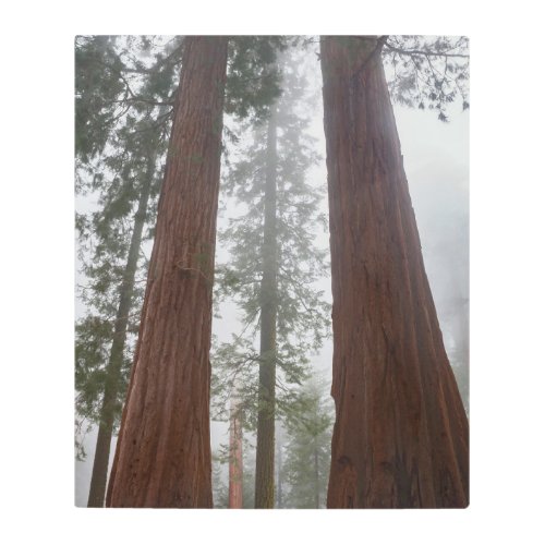 Foggy Morning  Spring Snow Under Giant Sequoia Metal Print