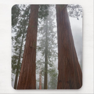 Foggy Morning & Spring Snow Under Giant Sequoia Mouse Pad