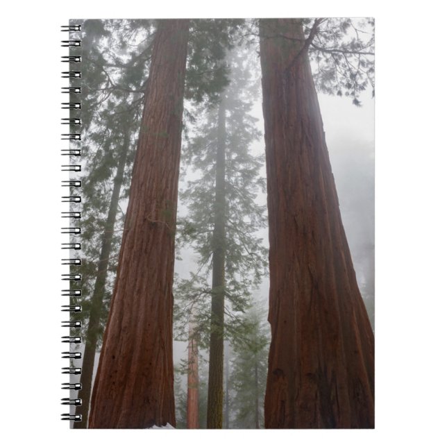 Foggy Morning & Spring Snow Under Giant Sequoia Notebook (Front)