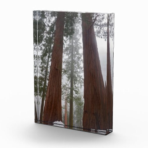 Foggy Morning  Spring Snow Under Giant Sequoia Photo Block