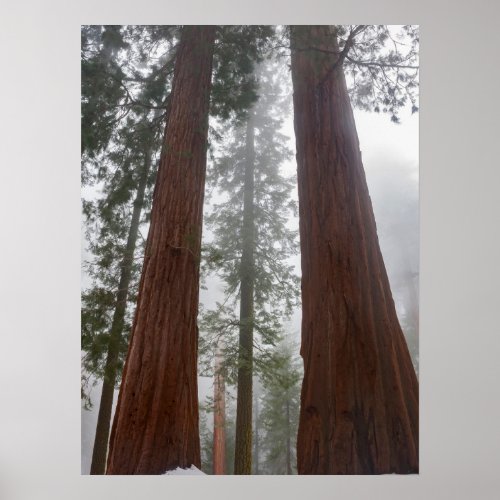 Foggy Morning  Spring Snow Under Giant Sequoia Poster