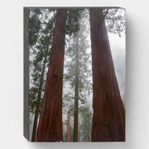 Foggy Morning  Spring Snow Under Giant Sequoia Wooden Box Sign