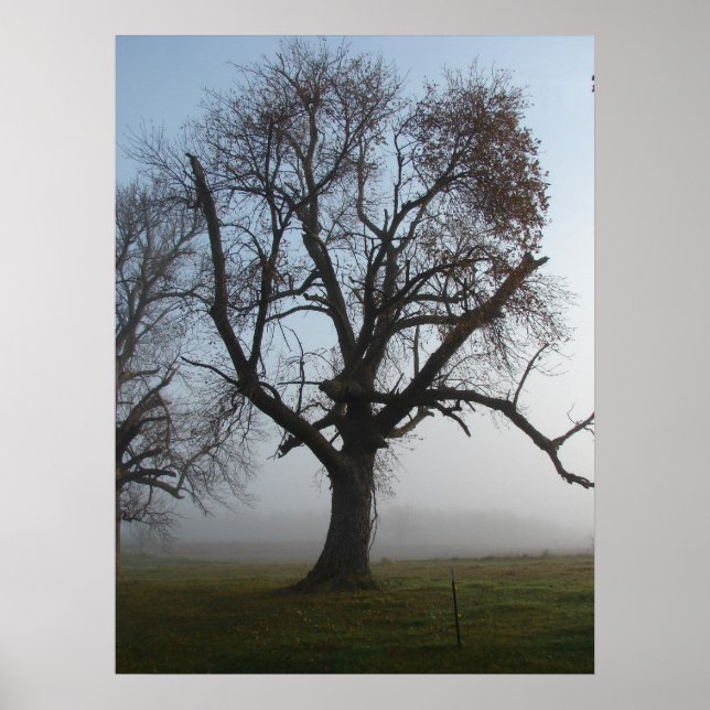 Foggy Morning Tree Poster (Front)