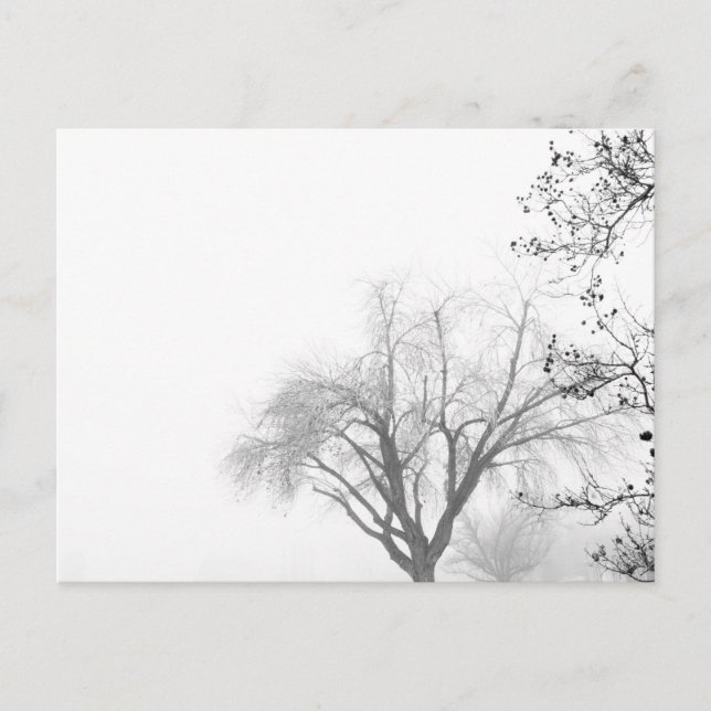 Foggy Morning Trees Postcard (Front)