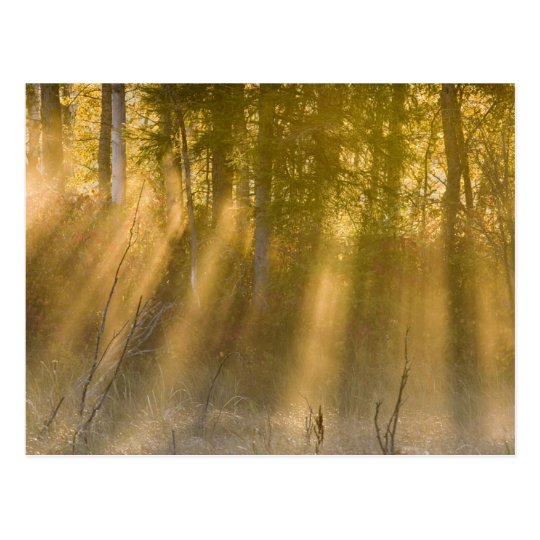 Foggy Sunrise at Tamarac NWR near Detroit Lakes Postcard