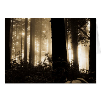 Foggy Sunrise Cards