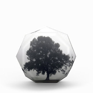 Foggy Tree Acrylic Award