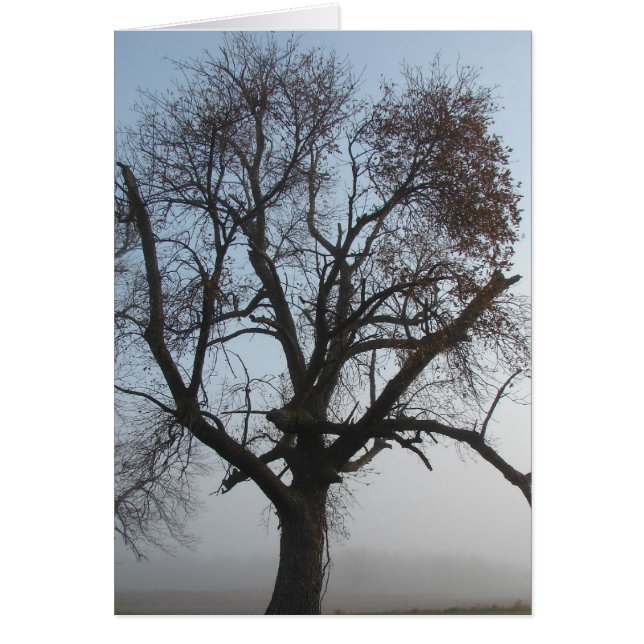 Foggy Tree in Iowa Cards (Front)