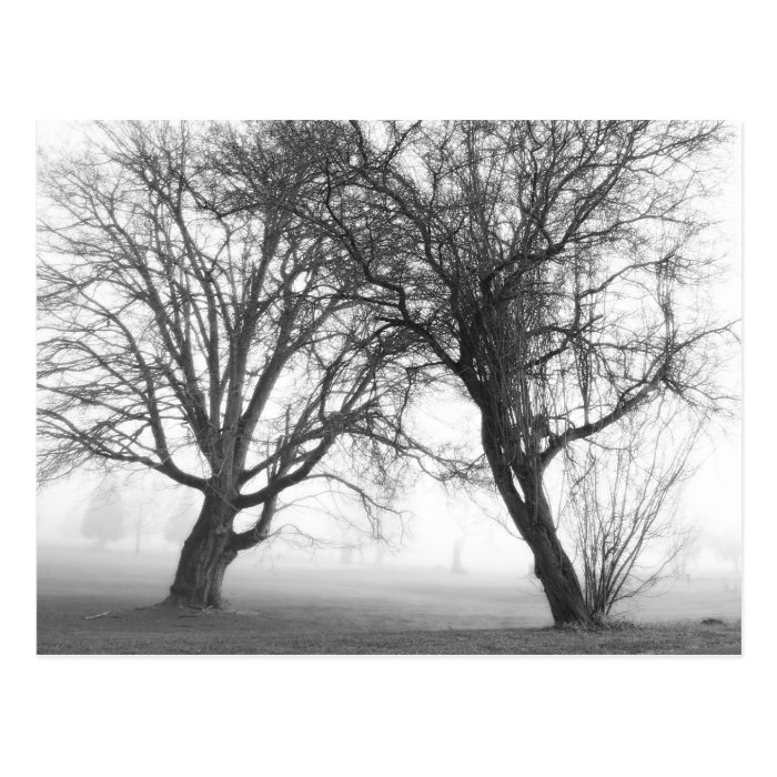 Foggy Trees Black & White Postcard