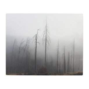Foggy Treescape Metal Wall Art