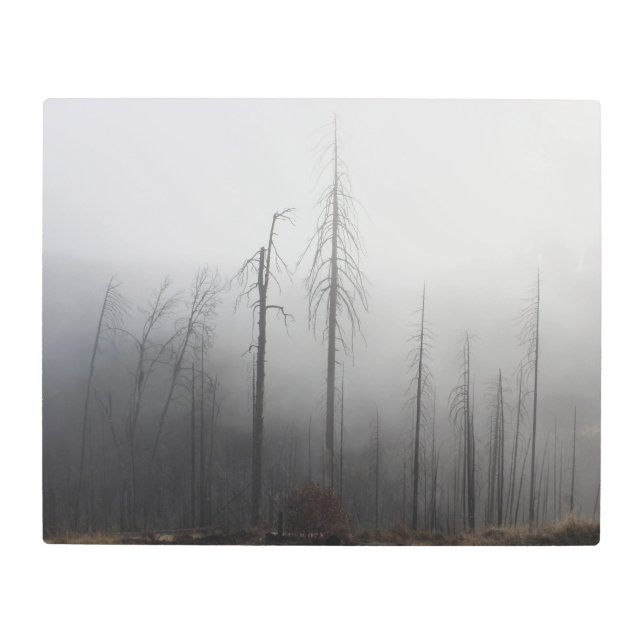 Foggy Treescape Metal Wall Art (Front)