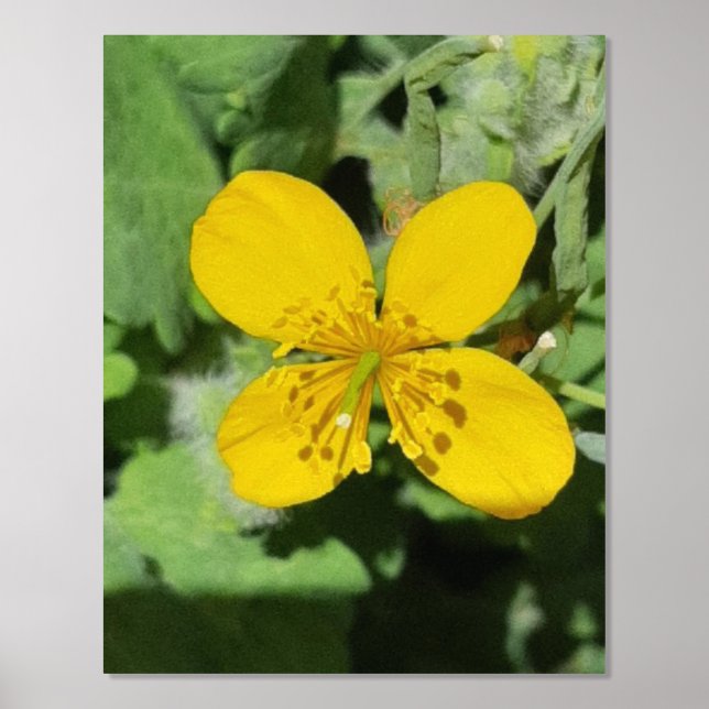 FOIL PRINT POSTER ART AND DESIGN  (Front)