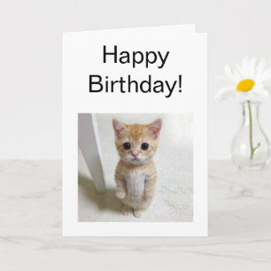 Folded Card El Gato Cat Meme