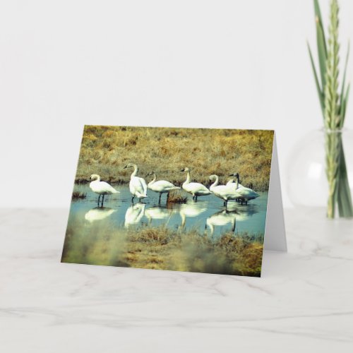 Folded Greeting Card with photo of swans