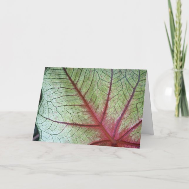 - Folded Greetings Card with Caladium Leave (Front)