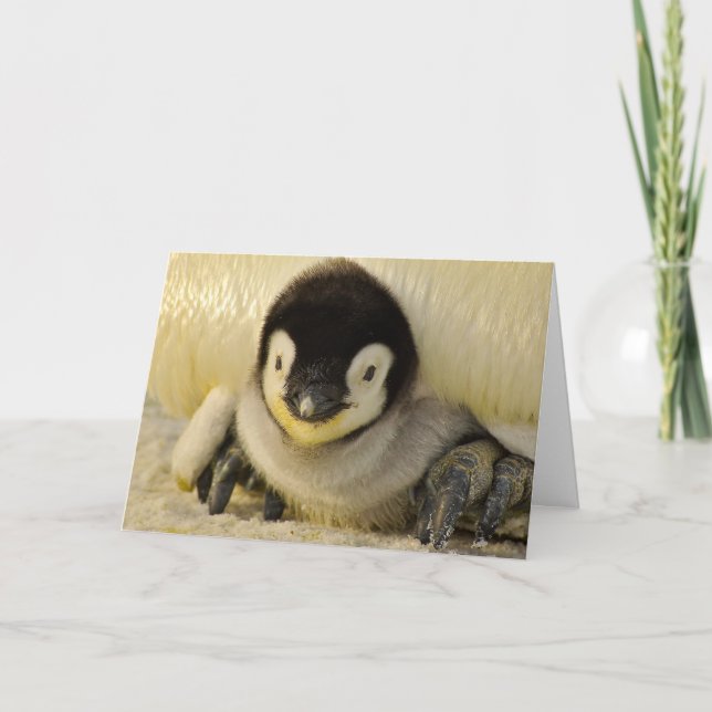 Folded Note Card BABY PENGUIN (Front)