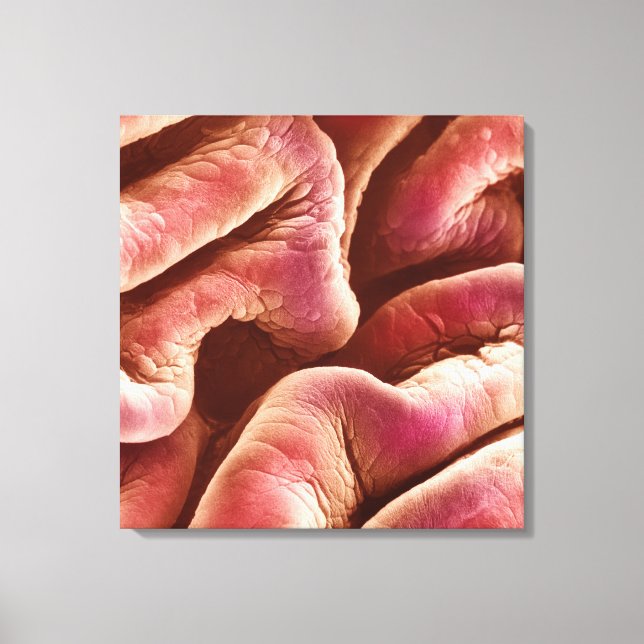 Folds of the human bladder epithelium canvas print (Front)