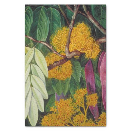 Foliage Flowers and Fruit of a Mayalan Tree Tissue Paper