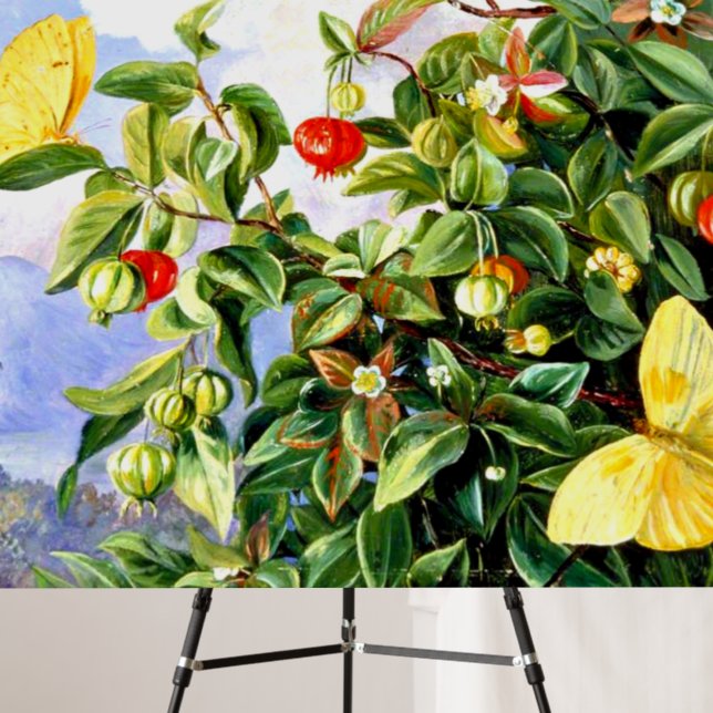 Foliage, Flowers and Fruit of the Pitanga, Foam Board (In Situ (Stand))