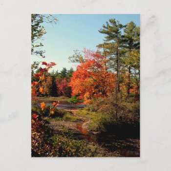 Foliage Season New England Postcards by pamdicar at Zazzle