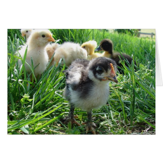 Follow The Leader (Front Horizontal)