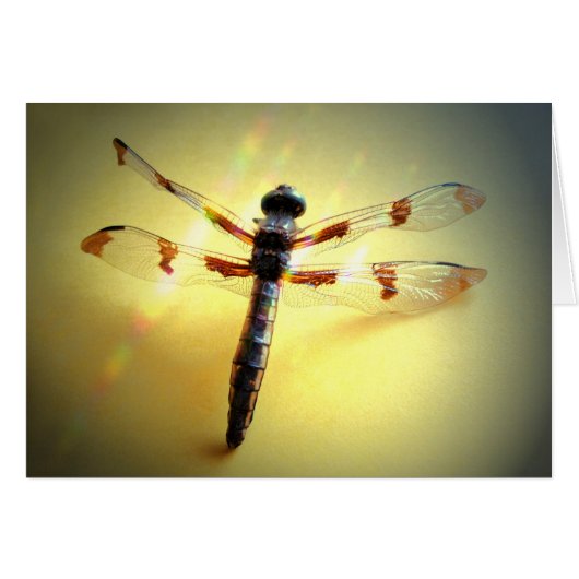 Follow The Light - Dragonfly Only Cards (Front Horizontal)