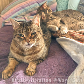 Follow the Way of Cats, and its philosophy, with Socks