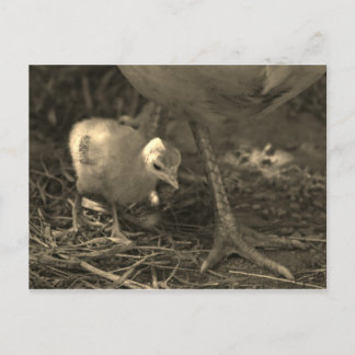 Following in Mom's Footsteps - Postcard