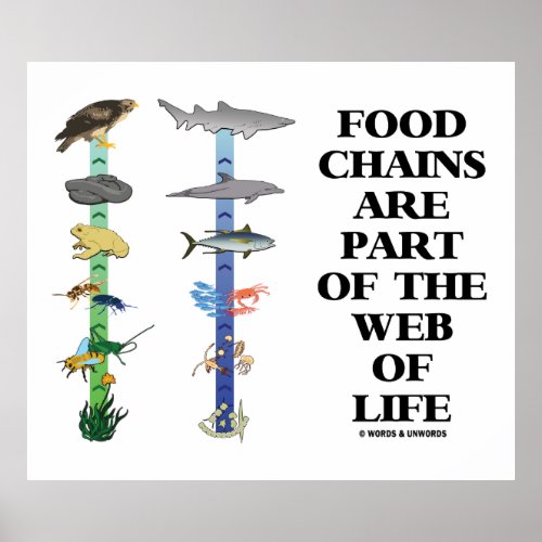 Food Chains Are Part Of The Web Of Life Poster