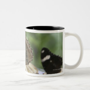 Food for Butterflies Two-Tone Coffee Mug