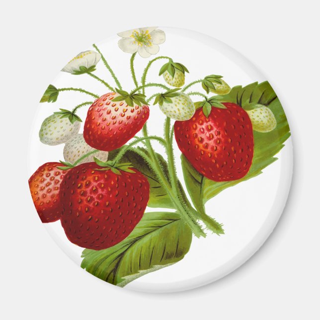 Food fruit leaf leafy leaves magnet (Front)